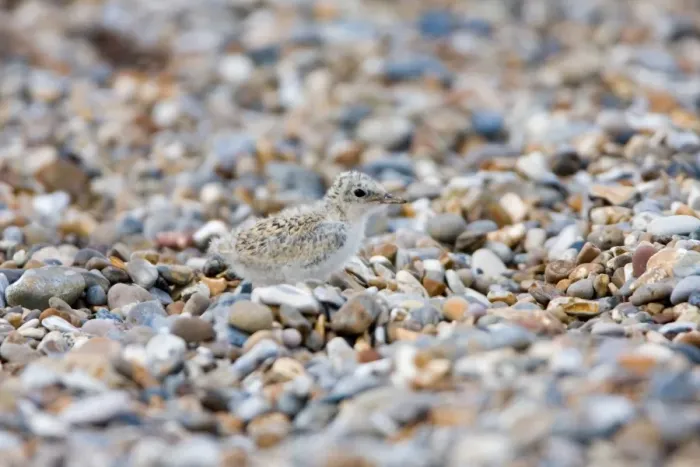 Framed Print : Little Tern (Sterna albifrons) chick, camouflaged on shingle beach, Minsmere RSPB Reserve, Suffolk, England, july Framed Print : Little Tern (Sterna albifrons) chick, camouflaged on shingle beach, Minsmere RSPB Reserve, Suffolk, England, july