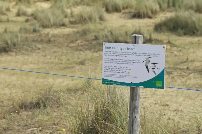 Framed Print : Little Tern (Sterna albifrons) nesting habitat, roped-off area with Birds nesting on beach sign, Norfolk, England, July Framed Print : Little Tern (Sterna albifrons) nesting habitat, roped-off area with Birds nesting on beach sign, Norfolk, England, July