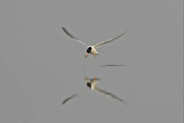 Framed Print : Little Tern (Sterna albifrons sinensis) adult, in flight, catching fish in beak with reflection, Hebei, China, may Framed Print : Little Tern (Sterna albifrons sinensis) adult, in flight, catching fish in beak with reflection, Hebei, China, may