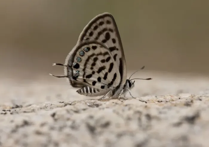 Framed Print : Little Tiger Blue (Tarucus balkanicus) adult, underside, warming up in sunshine, Bulgaria, June