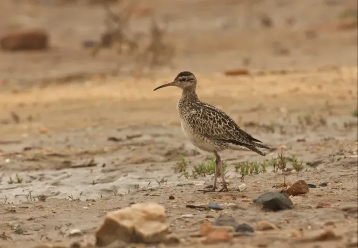 Framed Print : Little Whimbrel (Numenius minutus) adult, standing on mudflats, Beidaihe, Hebei, China, may Framed Print : Little Whimbrel (Numenius minutus) adult, standing on mudflats, Beidaihe, Hebei, China, may