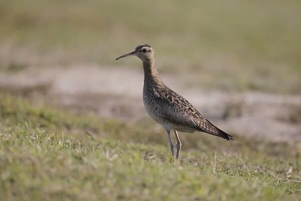 Little Whimbrel (Numenius minutus) adult, standing on airport golf course, Hong Kong, China, December