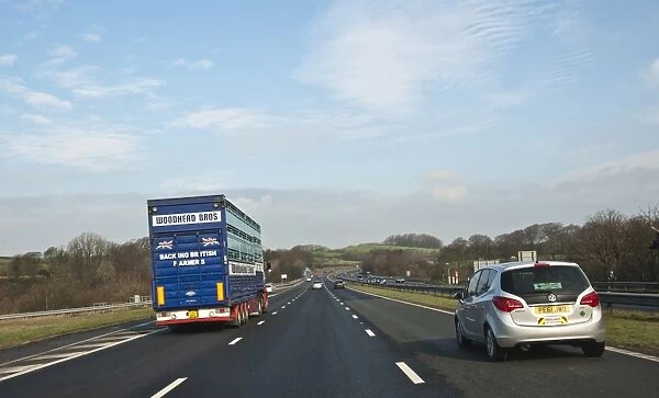 Livestock lorry driving on motorway, M6 Motorway, Lancaster, Lancashire, England, march