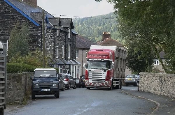 Livestock lorry travelling through town on way to market, Llanrwst Cattle Mart, Llanrwst, Conwy, North Wales, October