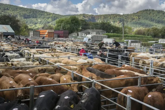 Framed Print : Livestock market, beef cattle in pens ready for sale, Llanrwst Cattle Mart, Llanrwst, Conwy, North Wales, October Framed Print : Livestock market, beef cattle in pens ready for sale, Llanrwst Cattle Mart, Llanrwst, Conwy, North Wales, October