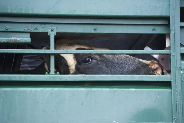 Framed Print : Livestock market, cull dairy cow, looking out from livestock lorry at market, Darlington Auction Mart, Darlington Framed Print : Livestock market, cull dairy cow, looking out from livestock lorry at market, Darlington Auction Mart, Darlington