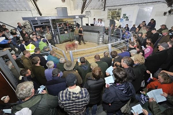 Livestock market, farmers around sale ring with Herdwick ram, at annual tup sale, Broughton in Furness, Lake District
