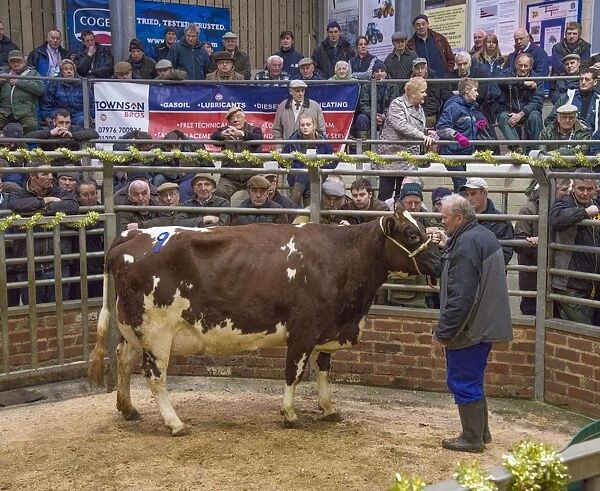 Livestock market, selling Ayrshire dairy cow in auction ring, Gisburn, Lancashire, England, December