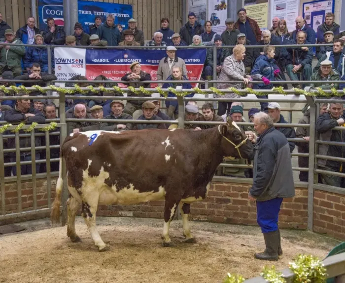 Framed Print : Livestock market, selling Ayrshire dairy cow in auction ring, Gisburn, Lancashire, England, December