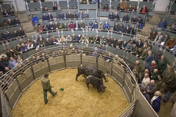 Livestock market, selling beef cow and calf in auction ring, Bakewell, Derbyshire, England, December