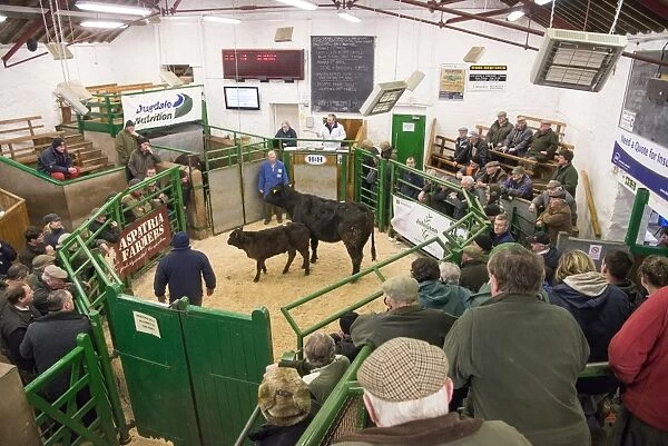 Livestock market, selling cow and calf in auction ring, Kirkby Stephen Livestock Market, Cumbria, England, March