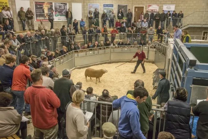 Framed Print : Livestock market, selling Texel ram in auction ring, Welshpool Auction Mart, Welshpool, Powys, Wales, October Framed Print : Livestock market, selling Texel ram in auction ring, Welshpool Auction Mart, Welshpool, Powys, Wales, October
