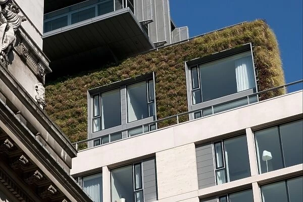 Living Wall System (Green Wall) growing on wall of apartment building, Central London, England, september