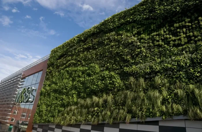 Framed Print : Living Wall System (Green Wall) growing on wall of M&S store in city, Norwich, Norfolk, England, september