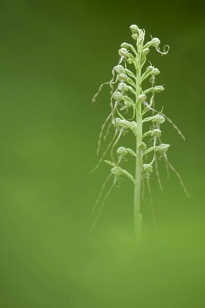 Lizard Orchid (Himantoglossum hircinum) flowerspike, growing on chalk grassland, Kent, England, July