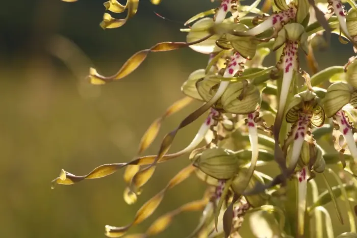 Framed Print : Lizard Orchid (Himantoglossum hircinum) close-up of flowers, Causse de Gramat, Massif Central, Lot, France, may Framed Print : Lizard Orchid (Himantoglossum hircinum) close-up of flowers, Causse de Gramat, Massif Central, Lot, France, may