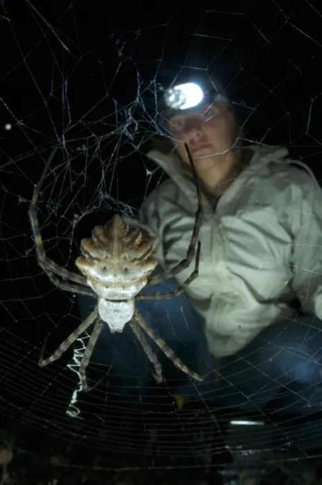 Framed Print : Lobed Argiope (Argiope lobata) adult female, in web at night, with researcher observing, Corsica, France Framed Print : Lobed Argiope (Argiope lobata) adult female, in web at night, with researcher observing, Corsica, France
