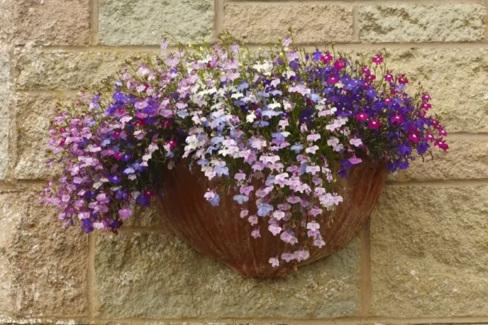 Framed Print : Lobelia (Lobelia erinus) flowering, growing in wall pot, Powys, Wales, august Framed Print : Lobelia (Lobelia erinus) flowering, growing in wall pot, Powys, Wales, august