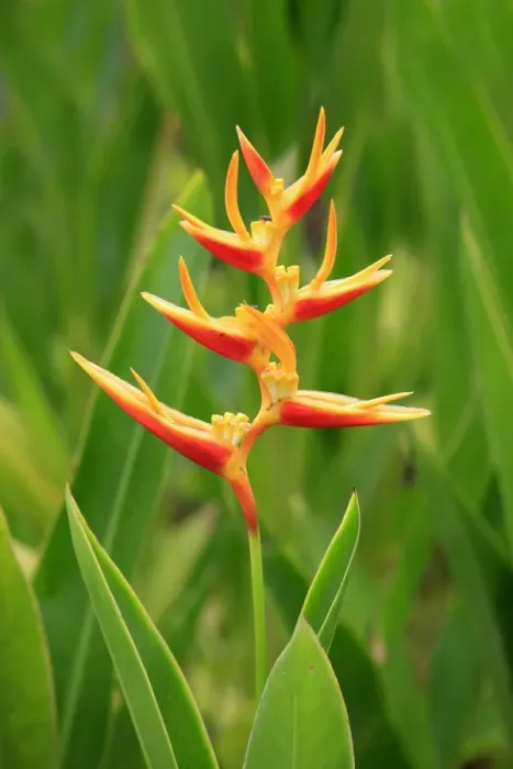 Framed Print : Lobster-claw (Heliconia psittacorum) flowering, Kota Kinabalu, Sabah, Borneo, Malaysia