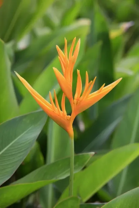 Framed Print : Lobster-claw (Heliconia psittacorum) flowering, Kota Kinabalu, Sabah, Borneo, Malaysia