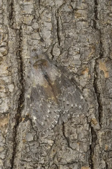 Framed Print : Lobster Moth (Stauropus fagi) adult, camouflaged on tree trunk, Oxfordshire, England