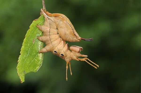 Lobster Moth (Stauropus fagi) fully grown larva, in defence posture on blackthorn leaf, Oxfordshire, England