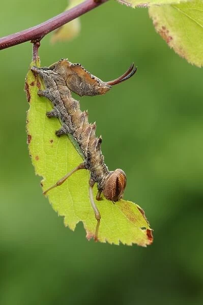 Lobster Moth (Stauropus fagi) larva, feeding on blackthorn leaf, Oxfordshire, England