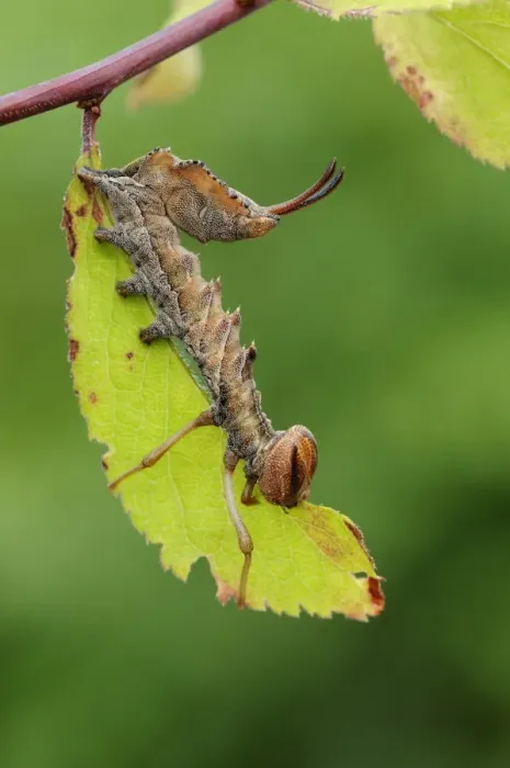 Framed Print : Lobster Moth (Stauropus fagi) larva, feeding on blackthorn leaf, Oxfordshire, England