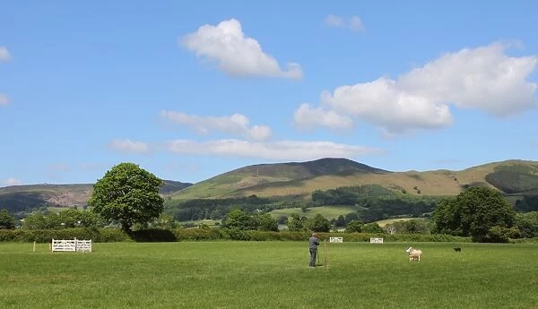 Local sheepdog trials, Vale of Clwyd, Denbighshire, North Wales, august