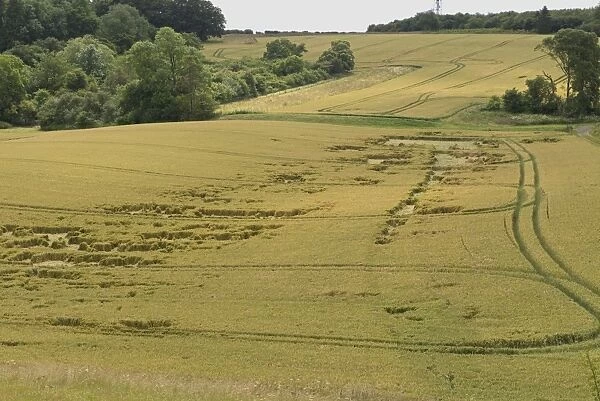 Lodged wheat crop, partially flattened by a summer storm, Berkshire, England, July