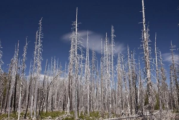 Lodgepole Pine (Pinus contorta latifolia) burnt coniferous forest habitat, Three-fingered Jack, Cascades Mountains