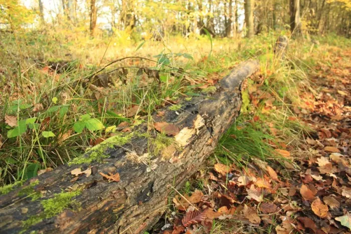 Framed Print : Log with fallen leaves in ancient coppiced woodland habitat, Wolves Wood RSPB Reserve, Hadleigh, Suffolk, England Framed Print : Log with fallen leaves in ancient coppiced woodland habitat, Wolves Wood RSPB Reserve, Hadleigh, Suffolk, England