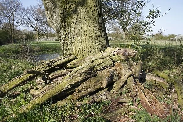 Log pile beside pond at edge of unimproved hay meadow habitat, Mickfield Meadow Nature Reserve, Mickfield, Suffolk