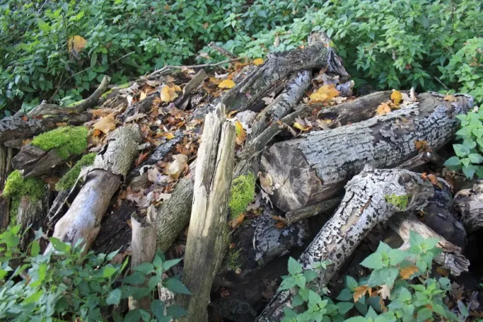 Framed Print : Log pile wildlife habitat in woodland, Vicarage Plantation, Mendlesham, Suffolk, England, november