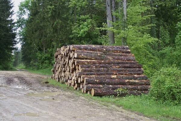 Log pile in woodland, disturbance to World War One battlefield caused by tree extraction, Verdun Battlefield, Verdun