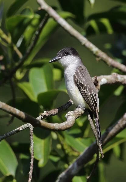 Loggerhead Kingbird (Tyrannus caudifasciatus jamaicensis) adult, perched on twig, Marshalls Pen, Jamaica, December