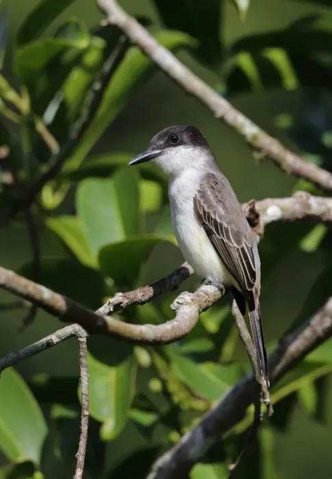 Framed Print : Loggerhead Kingbird (Tyrannus caudifasciatus jamaicensis) adult, perched on twig, Marshalls Pen, Jamaica, December Framed Print : Loggerhead Kingbird (Tyrannus caudifasciatus jamaicensis) adult, perched on twig, Marshalls Pen, Jamaica, December
