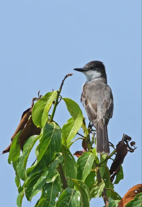 Framed Print : Loggerhead Kingbird (Tyrannus caudifasciatus jamaicensis) adult, perched in treetop, Linstead, Jamaica, april Framed Print : Loggerhead Kingbird (Tyrannus caudifasciatus jamaicensis) adult, perched in treetop, Linstead, Jamaica, april