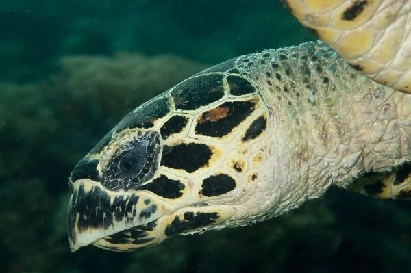 Loggerhead Turtle (Caretta caretta) adult, close-up of head, Sipadan Island, Sabah, Borneo, Malaysia