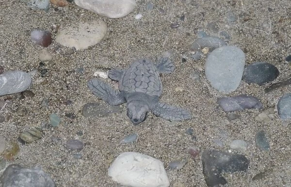 Loggerhead Turtle (Caretta caretta) baby, hatchling on beach, Cyprus, August