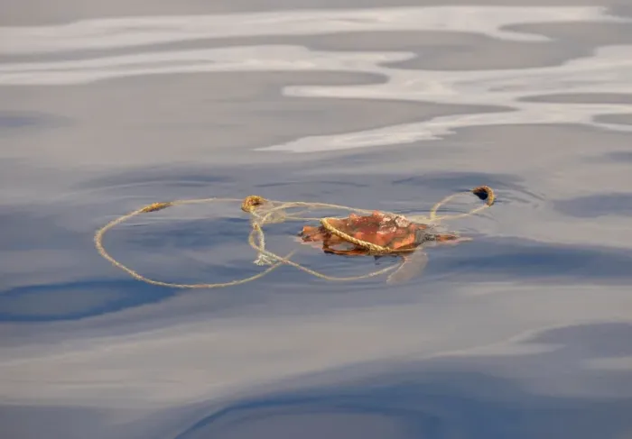 Framed Print : Loggerhead Turtle (Caretta caretta) juvenile, swimming at surface, entangled in rope, Azores, June Framed Print : Loggerhead Turtle (Caretta caretta) juvenile, swimming at surface, entangled in rope, Azores, June