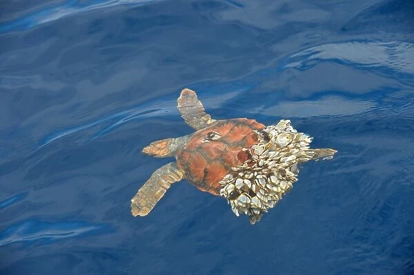 Loggerhead Turtle (Caretta caretta) juvenile, swimming at surface, unable to dive as rear of carapace covered in Goose