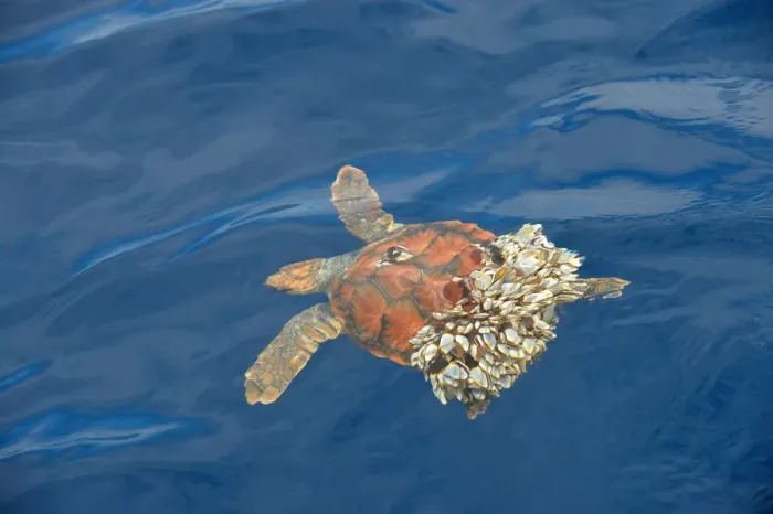 Framed Print : Loggerhead Turtle (Caretta caretta) juvenile, swimming at surface, unable to dive as rear of carapace covered in Goose Framed Print : Loggerhead Turtle (Caretta caretta) juvenile, swimming at surface, unable to dive as rear of carapace covered in Goose