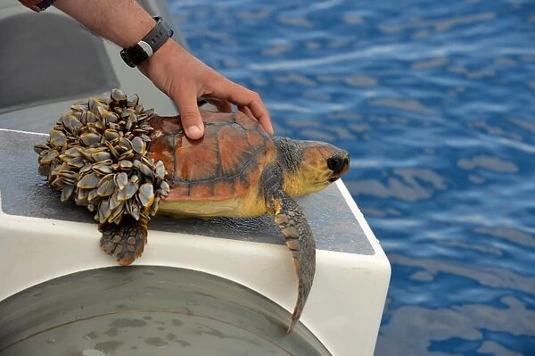 Loggerhead Turtle (Caretta caretta) juvenile, held on boat, unable to dive as rear of carapace covered in Goose