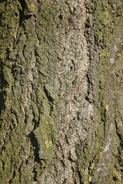 Lombardy Poplar (Populus nigra italica ) close-up of bark, Wickham Skeith, Suffolk, England, october
