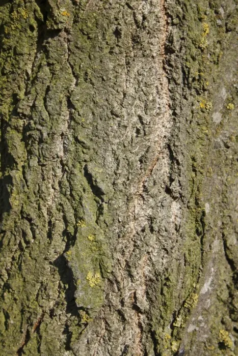 Framed Print : Lombardy Poplar (Populus nigra italica ) close-up of bark, Wickham Skeith, Suffolk, England, october Framed Print : Lombardy Poplar (Populus nigra italica ) close-up of bark, Wickham Skeith, Suffolk, England, october