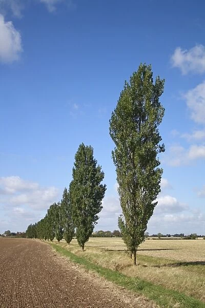 Lombardy Poplar (Populus nigra italica ) habit, growing in row between fields on arable farmland, Bacton, Suffolk
