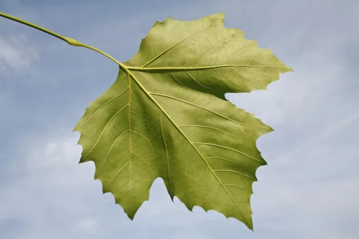 Framed Print : London Plane (Platanus x hispanica) close-up of leaf underside, in garden, Suffolk, England, August Framed Print : London Plane (Platanus x hispanica) close-up of leaf underside, in garden, Suffolk, England, August