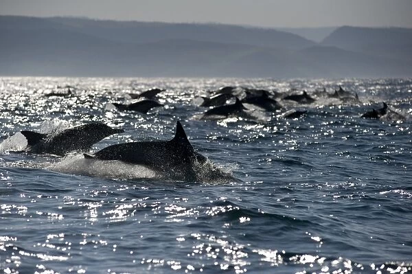 Long-beaked Common Dolphin (Delphinus capensis) adults, group porpoising, jumping from sea, offshore Port St. Johns, Wild Coast, Eastern Cape (Transkei), South Africa