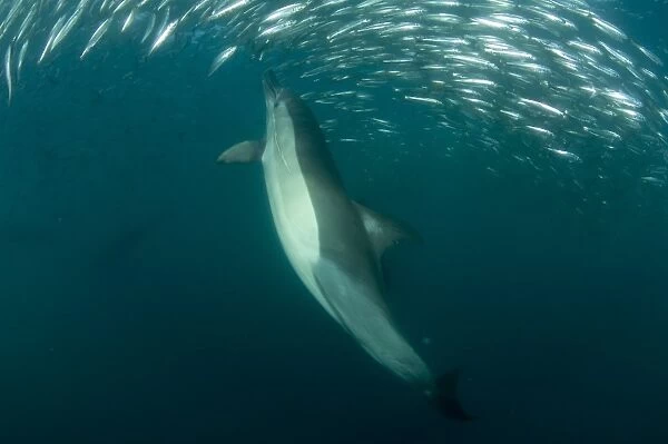 Long-beaked Common Dolphin (Delphinus capensis) adult, feeding on baitball school of small bait fish, offshore Port St